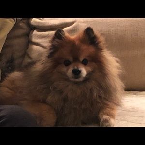 Meet your Posher, Julia